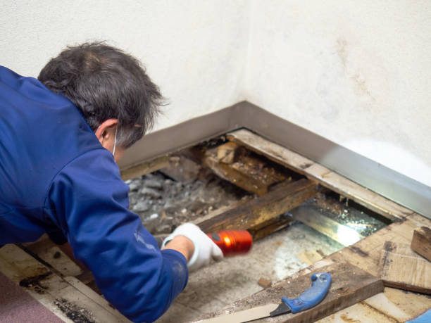 Best Fast Mold Removal  in Flemington, PA