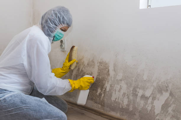 Best Professional Mold Removal  in Flemington, PA