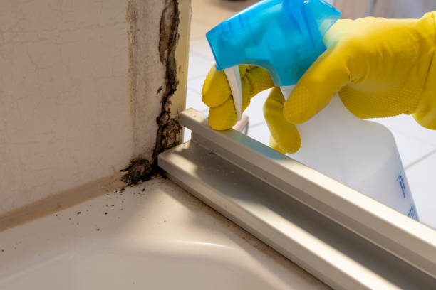 Best Black Mold Removal  in Flemington, PA