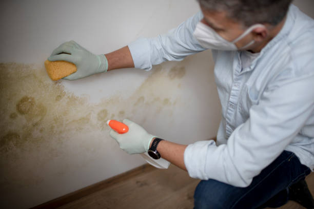 Home Mold Removal in Flemington, PA