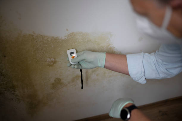Trusted Flemington, PA Mold Removal Experts